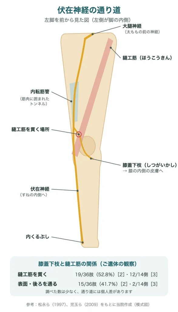 伏在神経の通り道（内転筋管、縫工筋を貫く膝蓋下枝、すねの内側へ向かう枝）の模式図