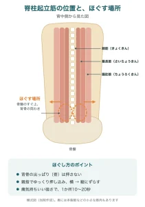 脊柱起立筋（棘筋・最長筋・腸肋筋）の位置と、骨盤のすぐ上のほぐす場所の模式図