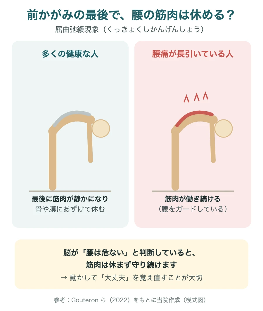 前かがみの最後で腰の筋肉が休む人と、働き続ける人（屈曲弛緩現象）の模式図