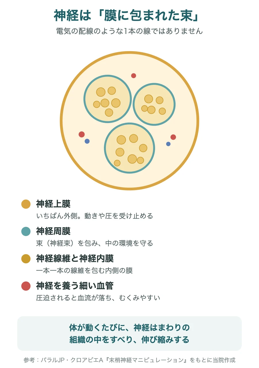 神経の断面のイラスト(神経上膜・神経周膜・神経内膜と神経を養う血管)