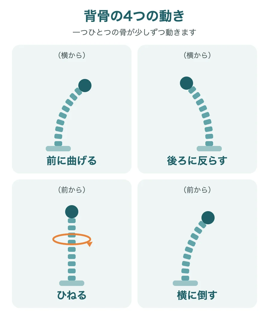 背骨の4つの動き(前に曲げる・後ろに反らす・ひねる・横に倒す)のイラスト